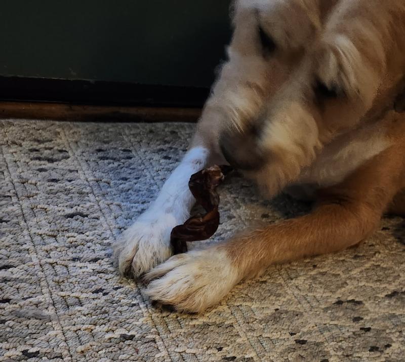 Theo enjoying his bully stick