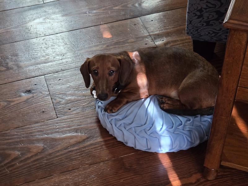 I didn't steal that pillow!