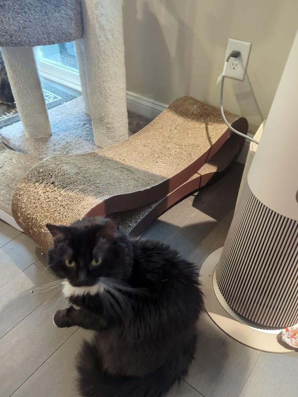 PETFUSION Ultimate Cat Scratcher Lounge Toy with Catnip PETFUSION Ultimate Cat Scratcher Lounge Toy with Catnip