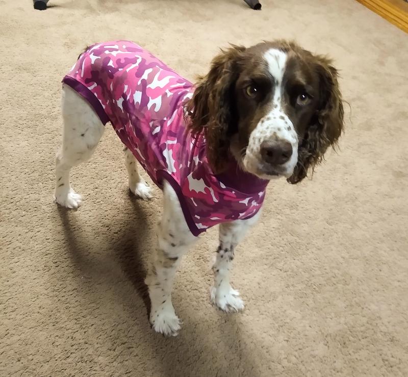 BonesyGirl is a English Springer Spaniel around 30 lbs and a small+ fit her perfectly.