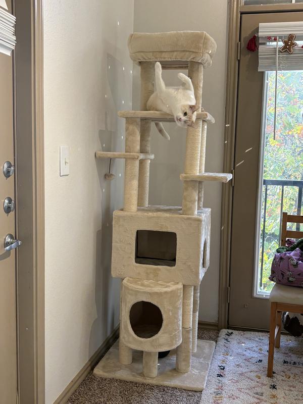 One eyed cat on Frisco 71” cat tree