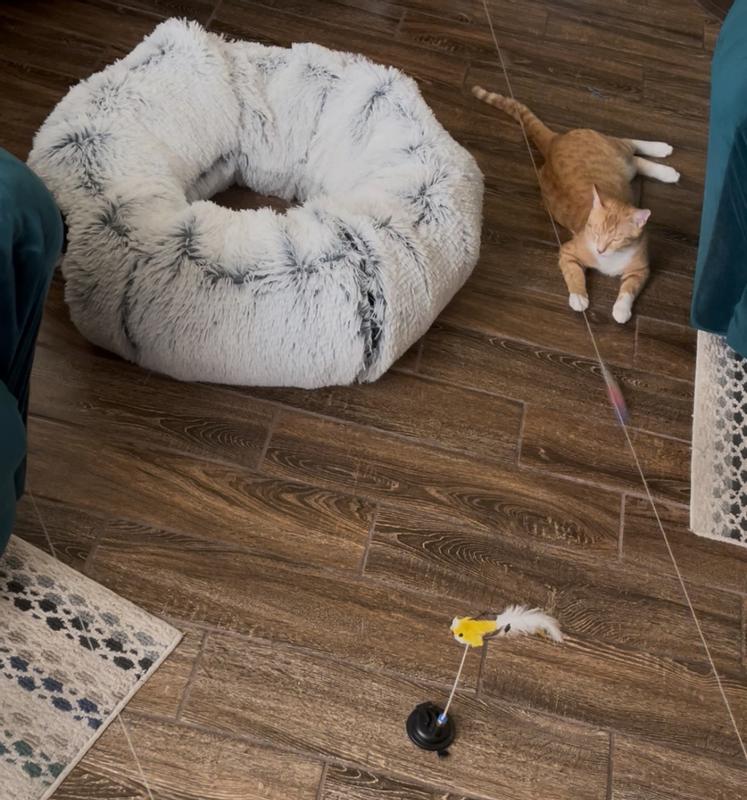 Here he’s monitoring the movement by keeping his paw on the moving line 🤣