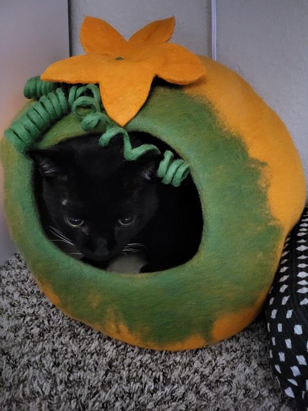 A black cat with white whiskers sitting in a green and orange felt pumpkin bed. His head is sticking out because he's too big for it.