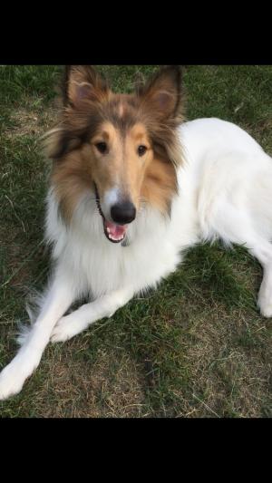 My girl Skye.