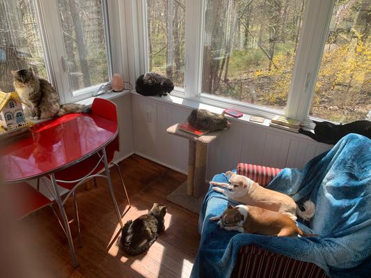 Mini Val and some of our cats sunning themselves.