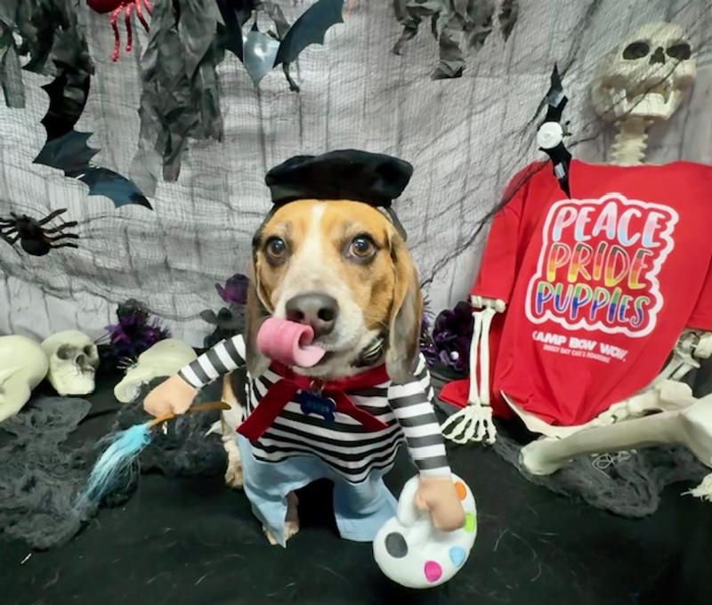 Our award winning French painter aka Jester the Beagle.