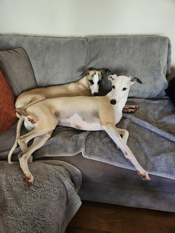 Spoiled happy Whippets