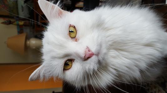 Izzy (Isabelle)