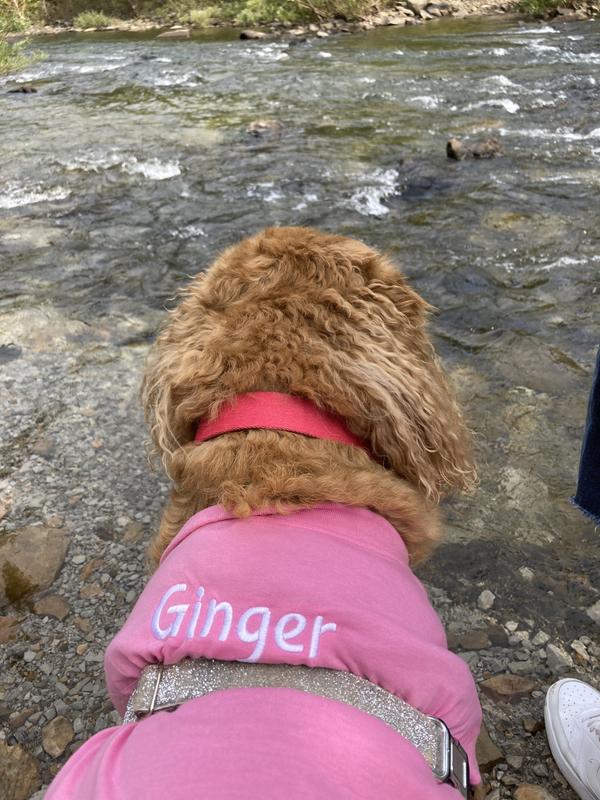 Frisco Miss Popular Dog & Cat T-Shirt