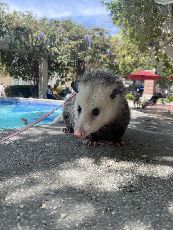 Wall-E out for a walk downtown