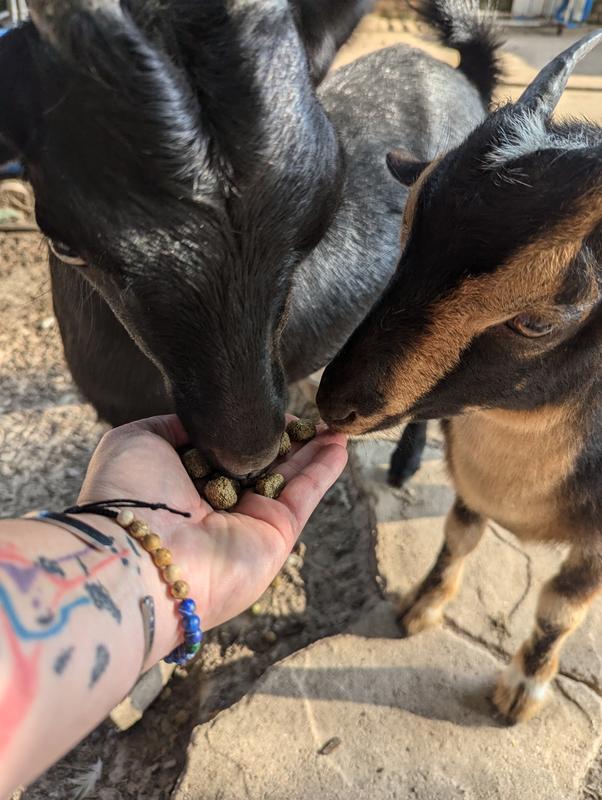 My goats fighting over my hand for more