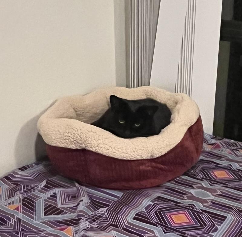 ASPEN PET SelfWarming Bolster Cat & Dog Bed, Warm Spice/Cream, 19in