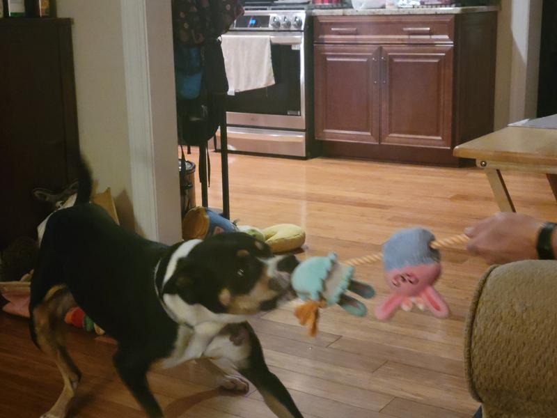 Great for tug-o-war!