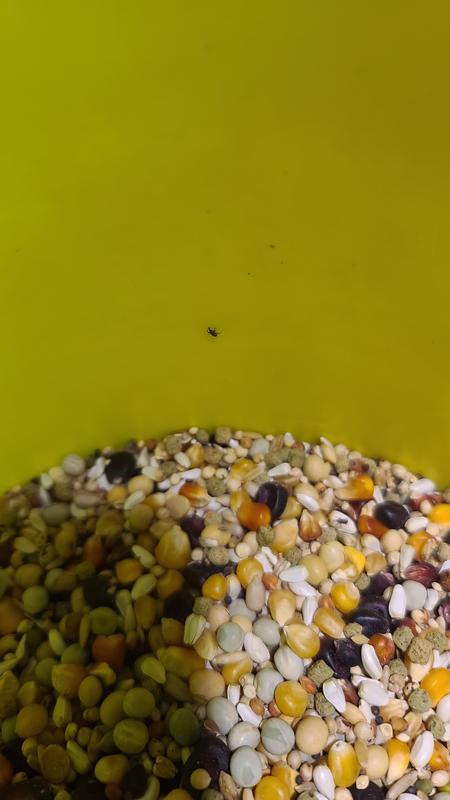 Close-up of one of the bool weevils from the bag.