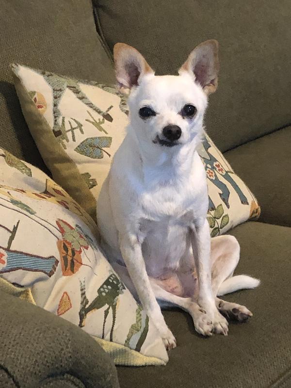 The world's oldest living dog is Spike, a chihuahua mix from Ohio