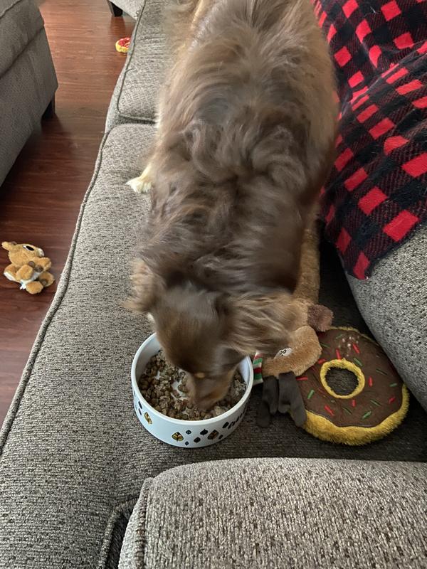 Autumn enjoying her breakfast.