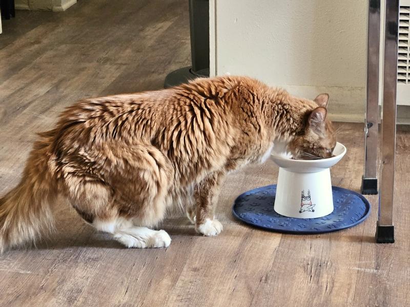 Finally eating wet food!!