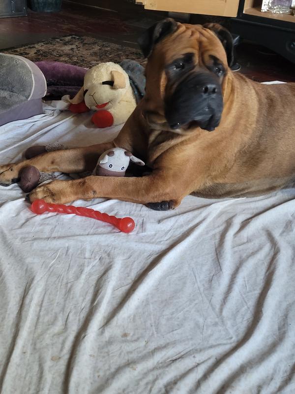 Senior hospice rescue bull mastiff,  10 yrs old.