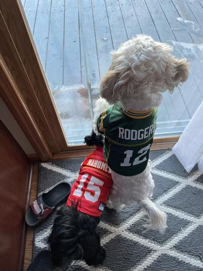 NFL Pet Jersey + Giveaway – Chic Little Honey