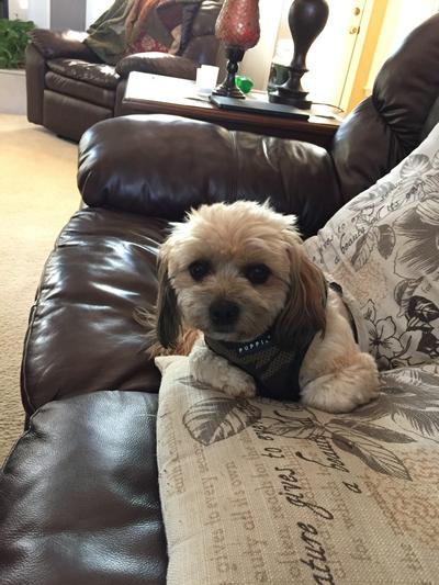 Shaggy has hidden his treat.
