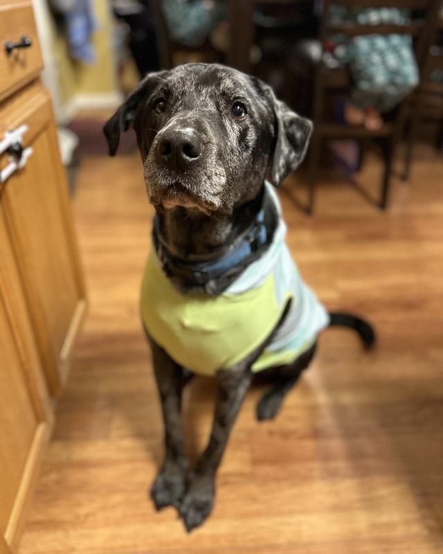 Arlo was happy to model for me. His fee is a salmon treat.