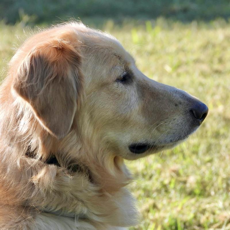 Lucas doesn't need to be worried about fleas and ticks. He's got foxes to watch and keep an eye on.