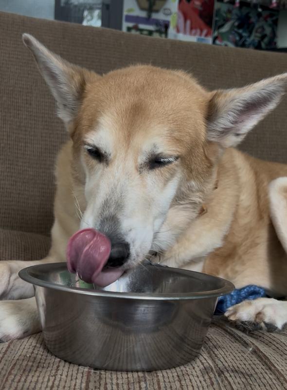 Large tan dog enjoys eating his sample