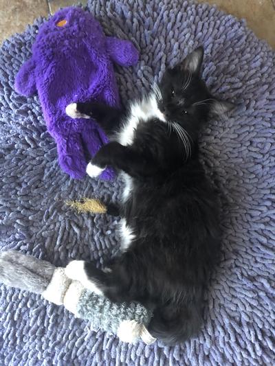 My New Kitten Han Solo