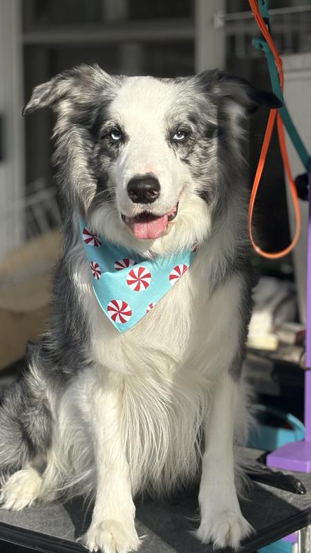 Large size fit my 60 pound dog best