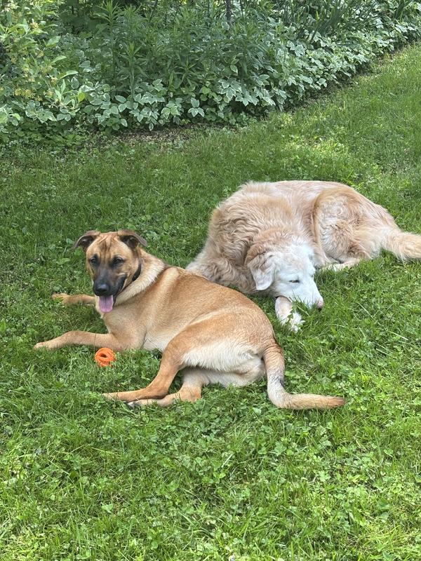 Resting after some hard games of fetch.