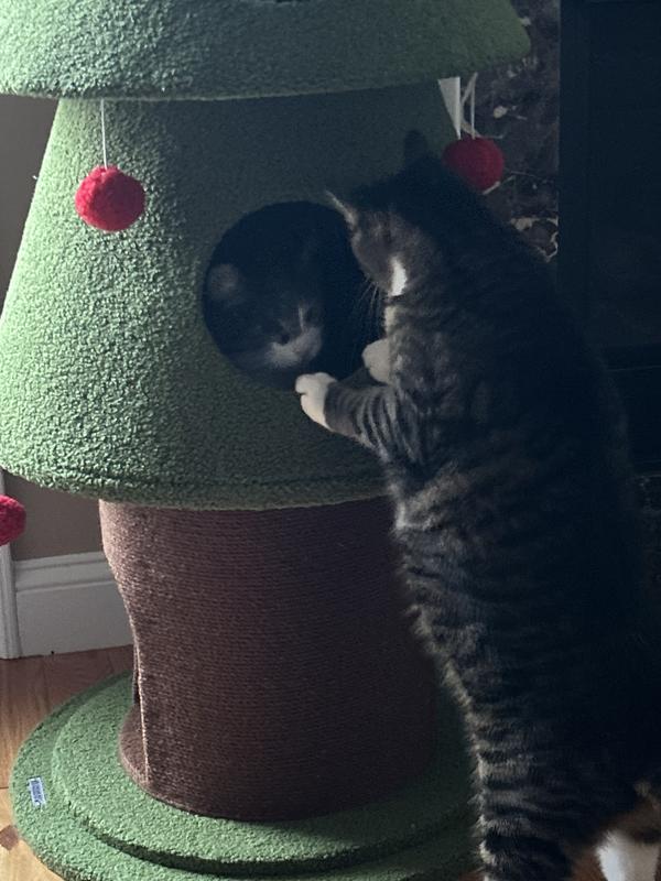 Loki trying to figure out how to get inside.