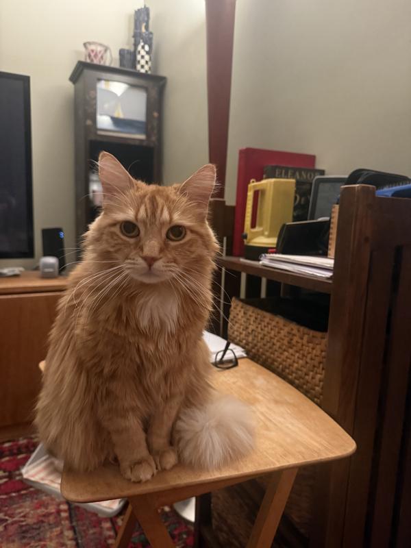 Yes! I love Ginger cats! So sweet!!