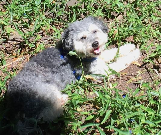 Donatello enjoying the sun