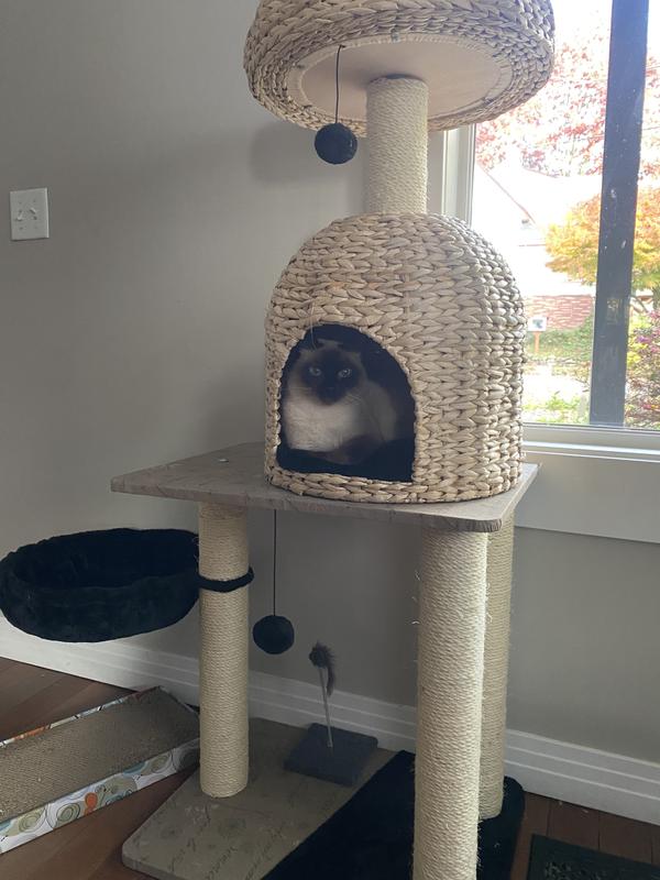 Our Luna love her new tree!