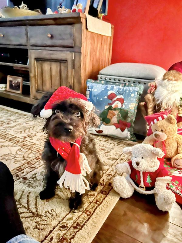 Merry 2025 Christmas🐶🎄👍💕