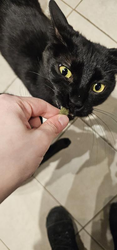 Plum preparing to enjoy a treat