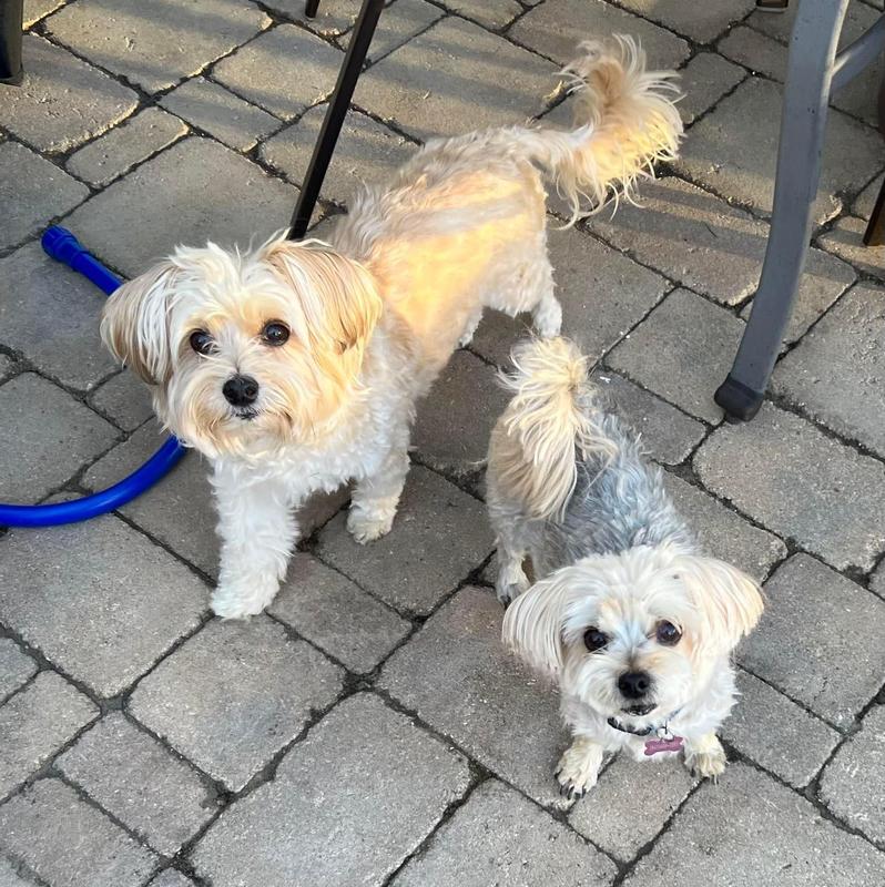 Bella; caramel color, Haley; silver.