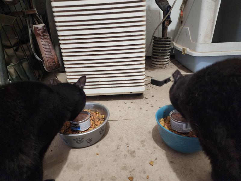 Our girls chowing down.