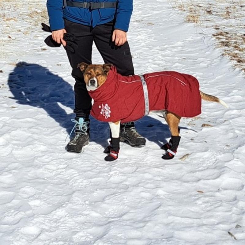 HURTTA Extreme Warmer Insulated Dog Parka, Lingon, 16in