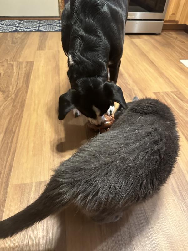 Even the cat was interested so it must have smelled good!