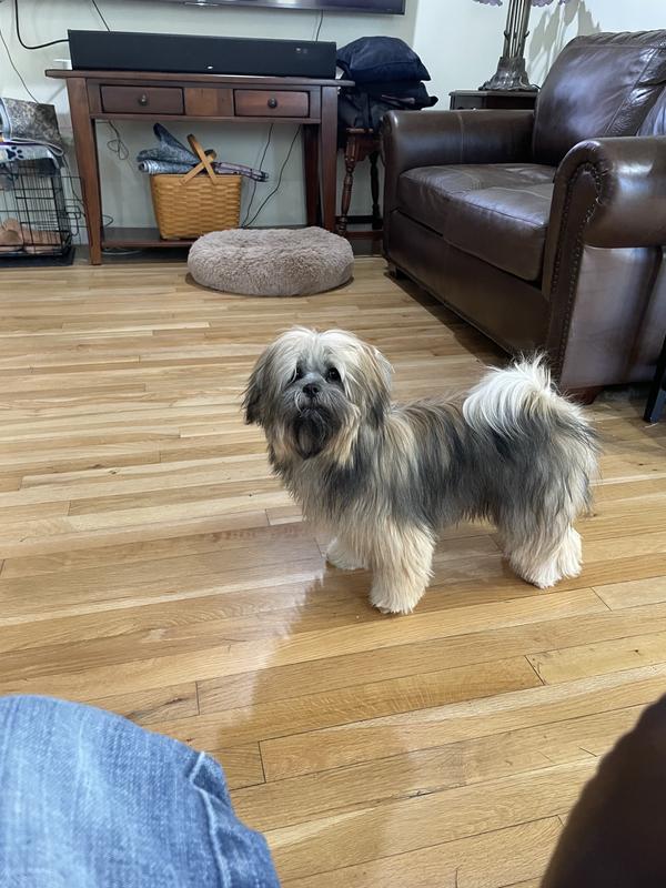 Nor in her raincoat but it would cover her 12 pound self and massive fluff perfectly.