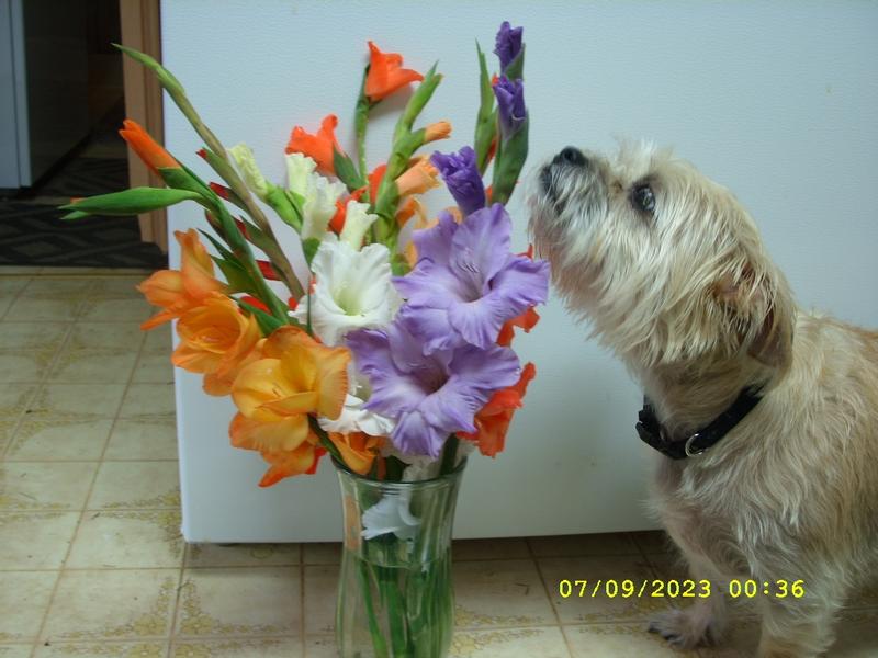 SKY LOVES TO SMELL FLOWERS . SHE LOVES TO SEE CHEWY BOXES COME SHE KNOWS THEY ARE FOR HER