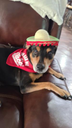 Chapo loves his tacos