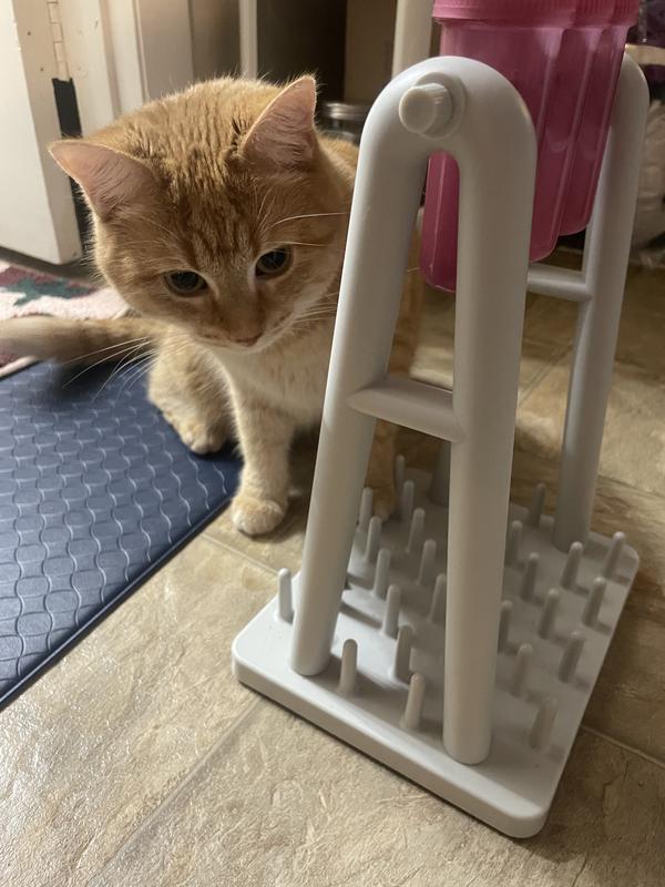 Punkin looking for a treat that fell astray