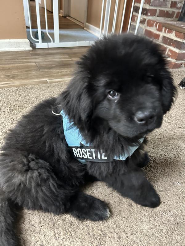 Our Rosie loves her harness💖