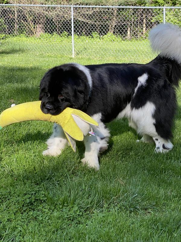 Andrew is bananas for his banana stuffy!