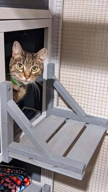 Cat on the smallest shelf