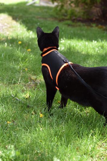 Niteangel hotsell cat harness