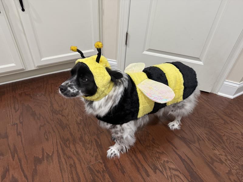 Great quality, especially for the price