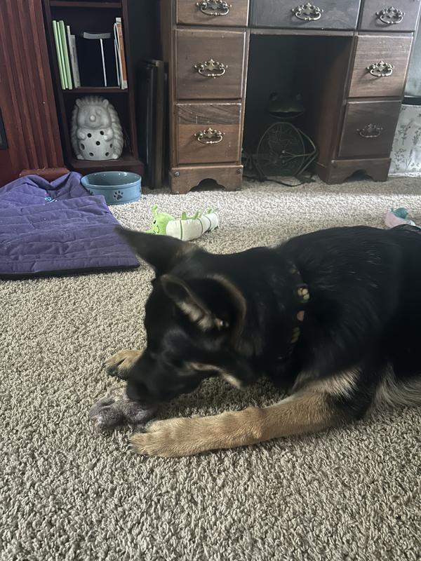 Nixie enjoying her Snout